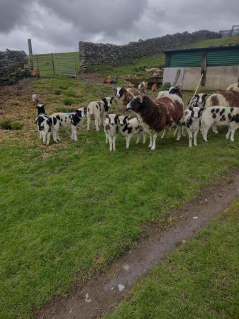 Image 2 of Pedigree Jacob ewes with lambs at foot