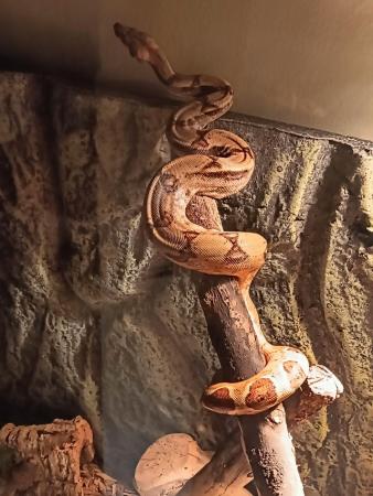 Image 4 of 11 month old hypo boa for sale
