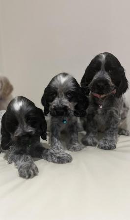Image 2 of Kc show cocker spaniels blue roan puppies ready to leave