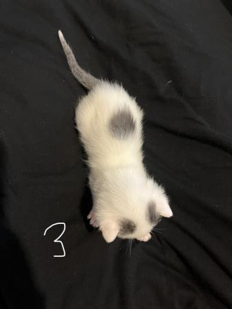 Image 12 of Beautiful kitten for sale. *ALL SOLD*
