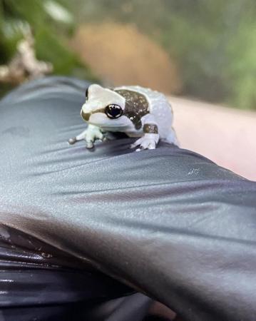 Image 1 of Frogs Available at Riverview Reptiles