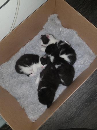 Image 2 of Kittens for sale 4 weeks old