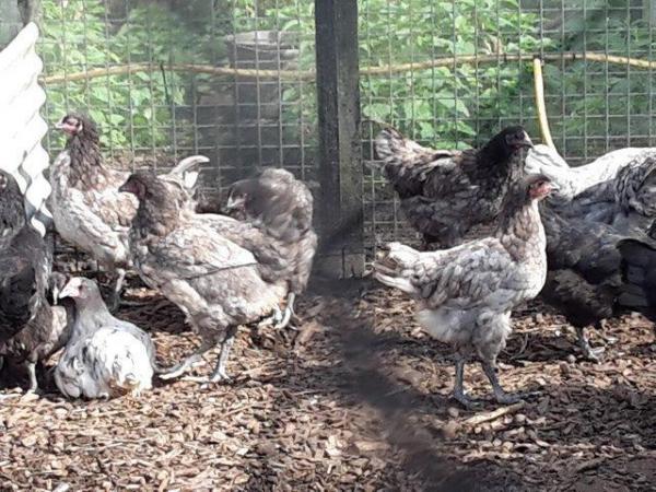 Image 2 of Jersey Giant pullets (females)