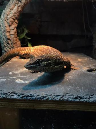 Image 4 of Proven Breeding pair of yellow ackie monitors