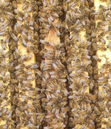 Image 2 of Honey bee nucs 5 frames bee hive