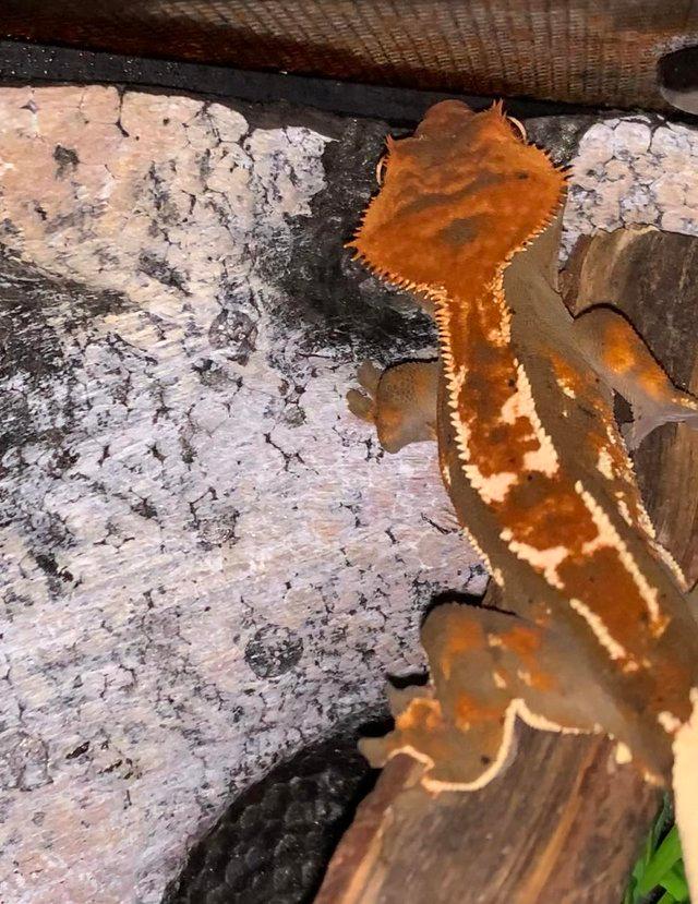 Preview of the first image of Tri colour polydactyl crested gecko pet home.
