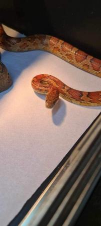Image 5 of Various Cornsnakes, male and females, babies and some adults