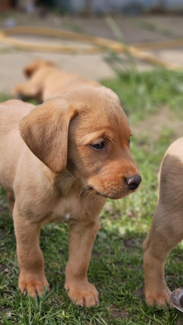 Preview of the first image of Last few remaining!. Gorgeous Fox Red Lab puppies.