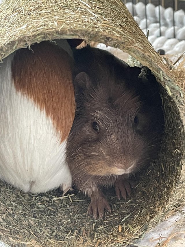 Preview of the first image of 2 x gorgeous 8 month old Guinea Pigs for sale.