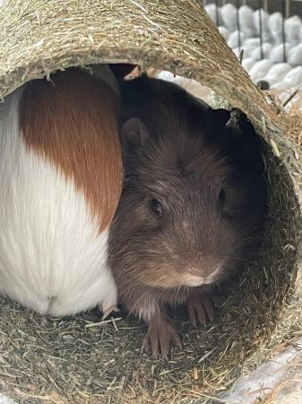Image 1 of 2 x gorgeous 8 month old Guinea Pigs for sale