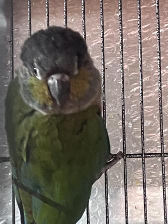 Image 5 of White ear conure male dna’d