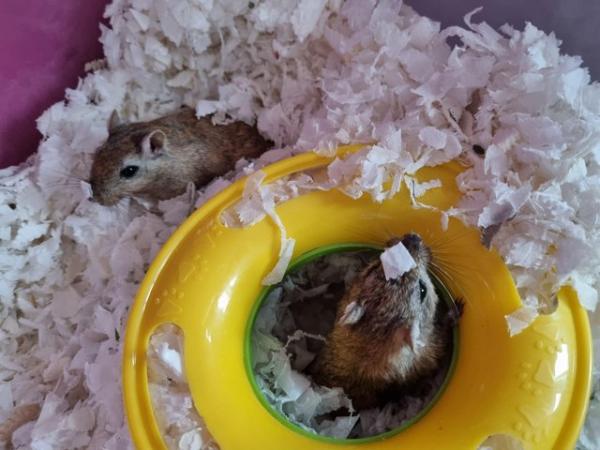 Image 5 of 2 Female Gerbils with complete set up.