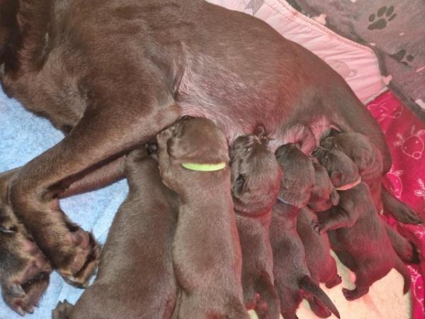 Image 16 of KC registered Health Tested Chocolate Labradors Puppies
