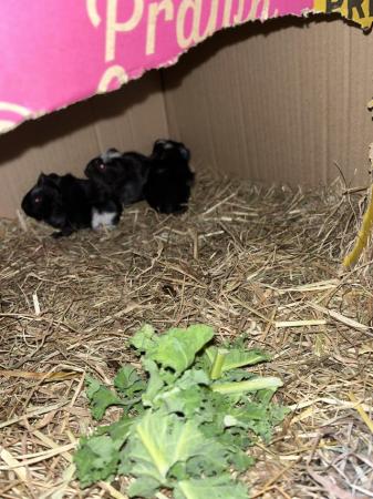 Image 2 of 3x male guinea pig babies