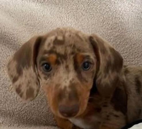Image 11 of Quality bred Miniature Dachshunds 2 boys 1 girl for sale