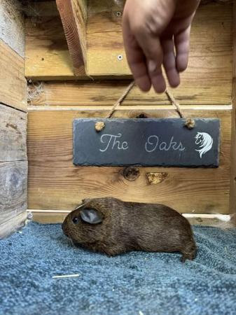 Image 7 of Sow guinea pigs stoke on trent