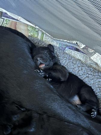 Image 6 of Labrador retriever puppies