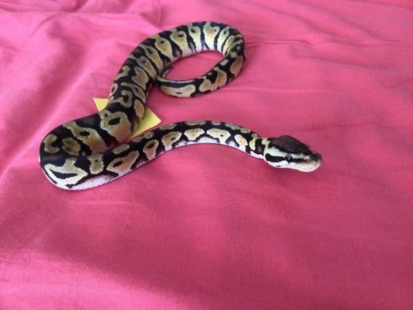Image 3 of Female Pastel baby royal python.