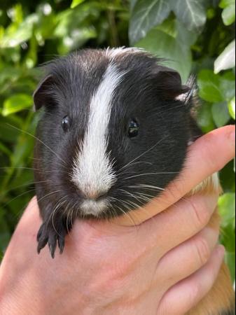 Image 1 of 1 year old female guinea pigs