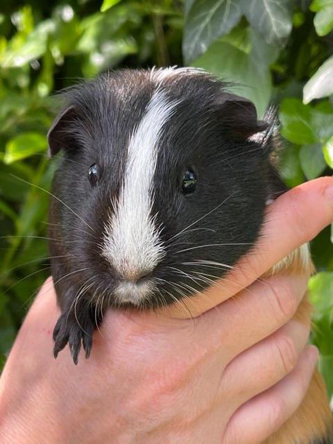 Preview of the first image of 1 year old female guinea pigs.