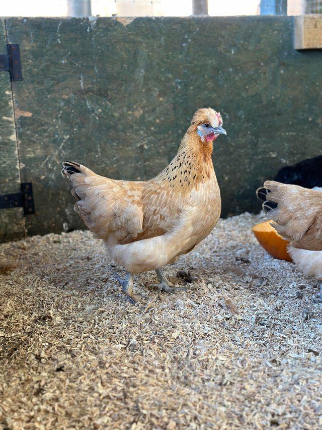 Preview of the first image of Bantam Hens in a range of breeds.
