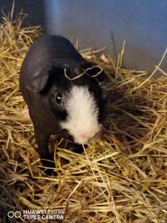 Image 3 of Young skinnypig boar for sale