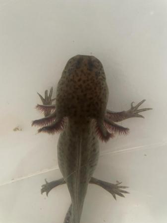 Image 6 of Variety of axolotls for sale