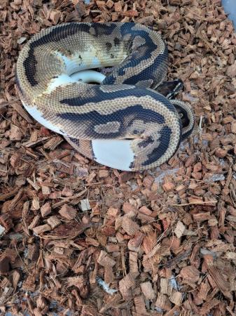 Image 1 of 2 year old.royal python pied male
