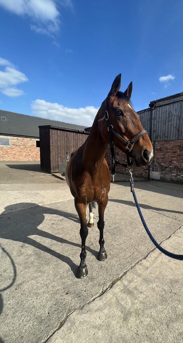 Preview of the first image of Lovely 15.3 thoroughbred mare for sale.