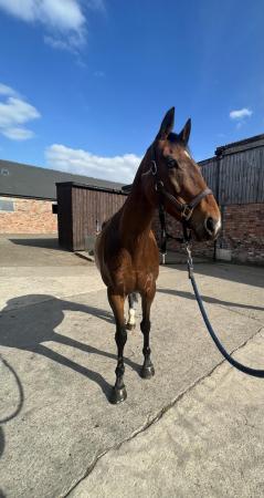Image 1 of Lovely 15.3 thoroughbred mare for sale