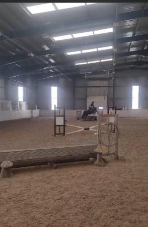 Image 18 of 12.2 section C gelding - super fun pony club all rounder