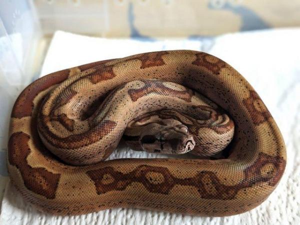 Image 2 of 2024 juvenal boa s for sale