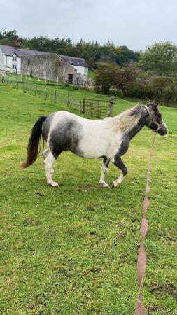 Image 3 of pt/full loan 2 stay on yard . 12.2hh ish 2.5yr showing pony