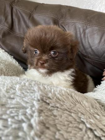 Image 12 of Ready Now Beautiful Pom shih pups 1 female 1 male