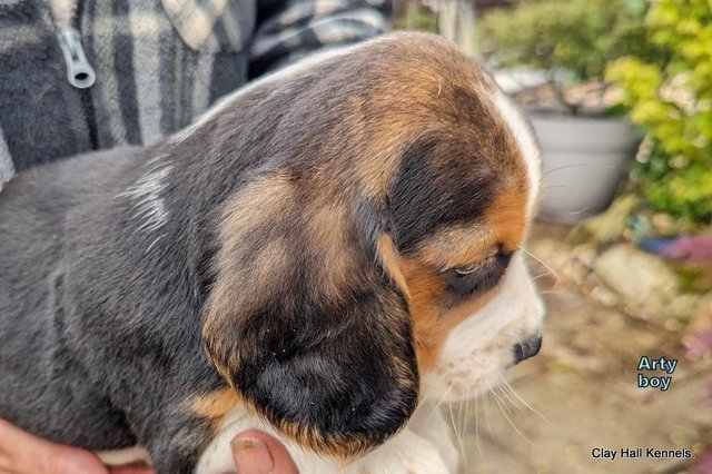 Image 31 of Quality, F1, Beaglier puppies, ready soon.