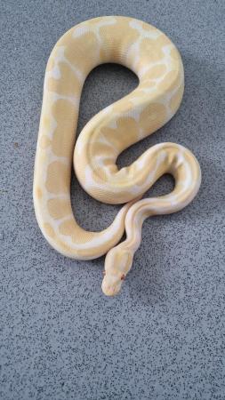 Image 5 of royal python (albino).......