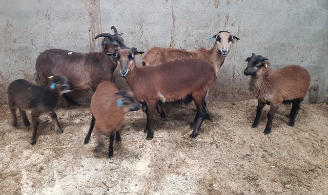 Preview of the first image of RARE BREED - Cameroon sheep ewes &lambs.