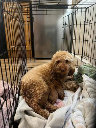 Image 16 of Proven red toy poodle (Health tested)
