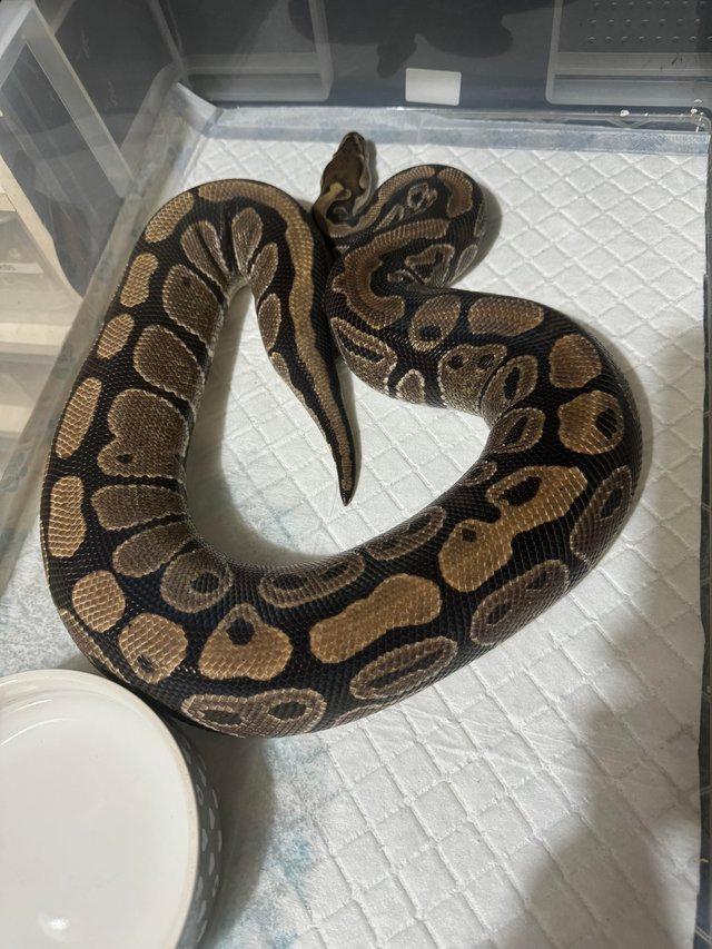 Preview of the first image of Proven Classic Female Royal python 100% Het Clown.