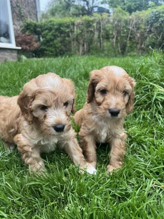 Image 2 of Sproodle pups ready from the 1st of july