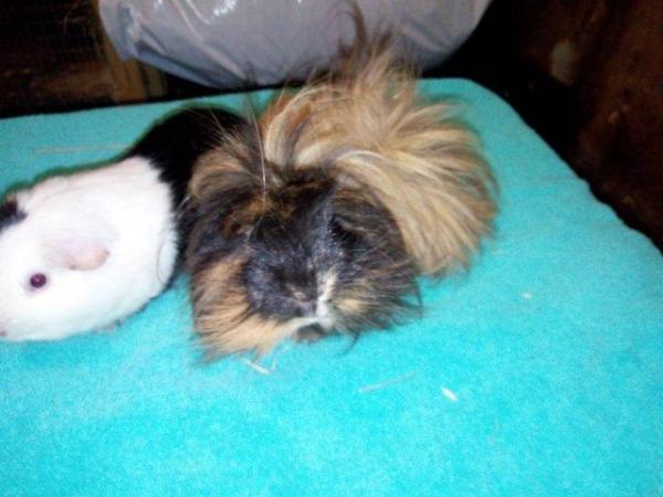 Image 1 of One long haired and one smooth coat guinea pigs
