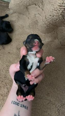 Image 3 of 3 jack russell x puppies for sale
