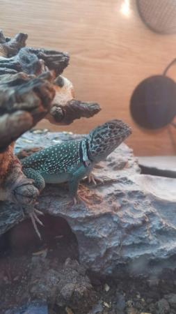 Image 1 of Male Collared Lizard and set up