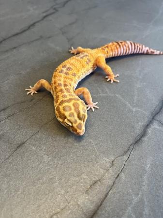 Image 1 of Female leopard gecko will take offers