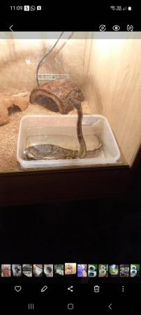 Image 3 of Royal python with full setup free to a good home