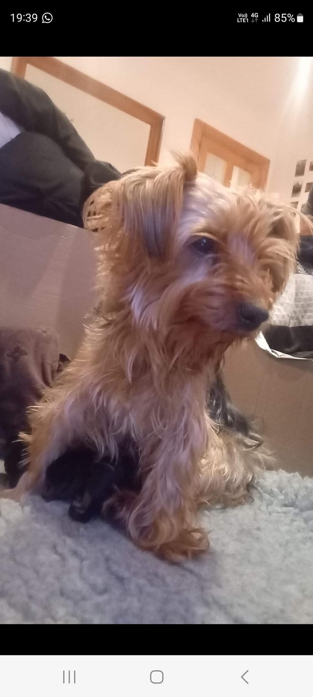 Preloved sales yorkshire terrier