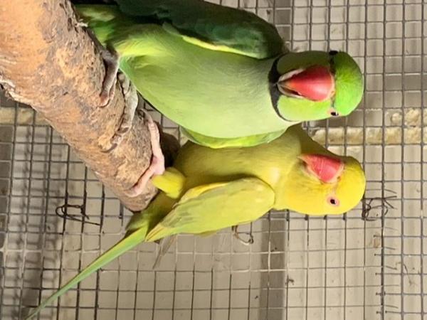 Image 2 of ring necks parrots for sale