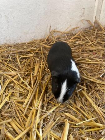 Image 1 of Two Cute Older Male Guinea Pigs - Black & White