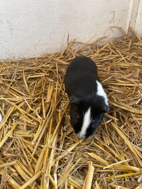 Preview of the first image of Two Cute Older Male Guinea Pigs - Black & White.