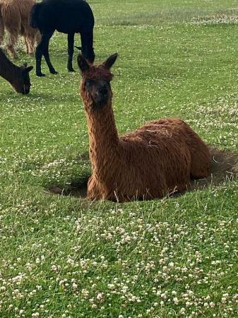 Image 7 of Alpacas look for loving new homes